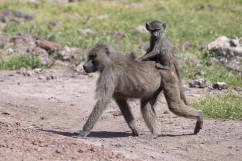 Olive baboon
