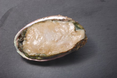 Abalone