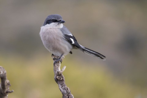 Southern grey shrike