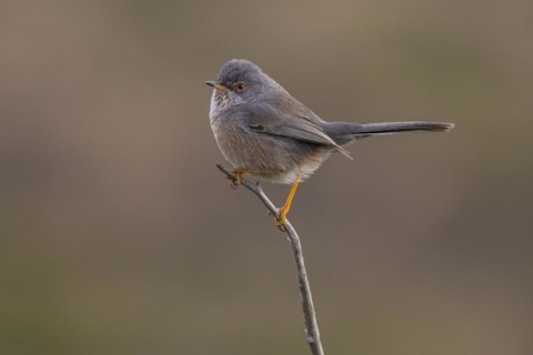 Dartford warbler
