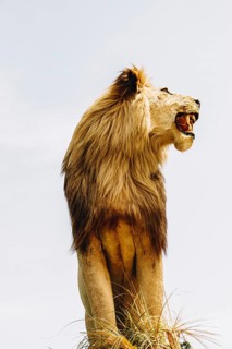 Head of stuffed lion with mouth open in view