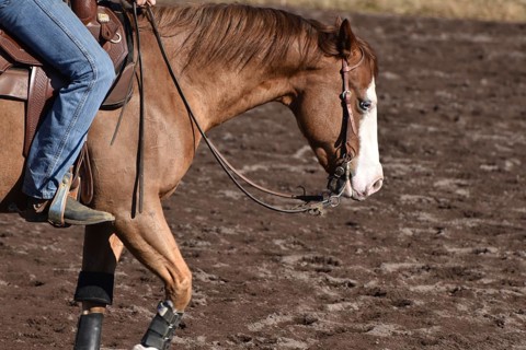 Close-up of the head and neck with headstall and reins of a western horse of the breed American Quarter Horse during training in the riding arena in late winter, chestnut coloured horse with large mar...