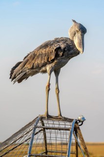 Shoebill