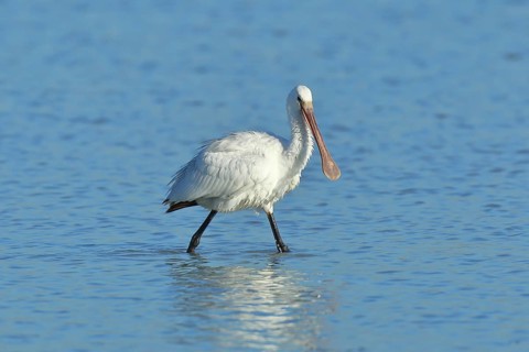 Eurasian spoonbill