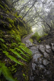 Mystic forest with mist, Vereda Francisco Achadinha hiking trail, Rabacal, Madeira, Portugal, Europe