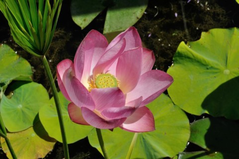 Lotus flowers in a pond