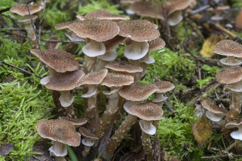 Honey funguses