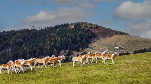 Haflinger horses
