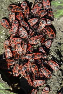 Fire bugs