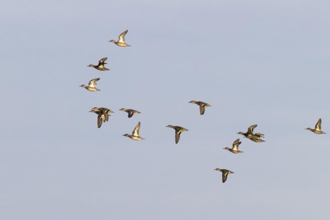 Eurasian teal