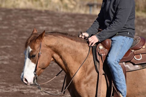 Close-up of the head and neck with headstall and reins of a western horse of the breed American Quarter Horse during training in the riding arena in late winter, chestnut coloured horse with large mar...