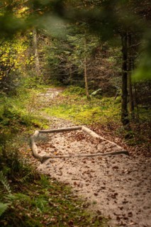 Barefoot Park in the Forest, Schoemberg, Black Forest, Germany, Europe