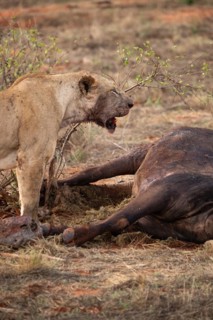 A lion eats a previously hunted water buffalo in the savannah. Beautiful detailed image of a female lion in Tsavo East National Park, Kenya, East Africa, Africa