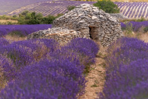 Borie in a lavender field in Provence. Vaucluse, Carpentras, Ventoux South, France, Europe