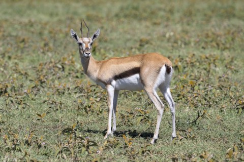 Serengeti thomsons gazelle