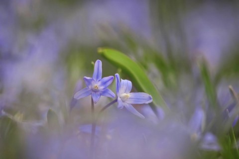 Squill