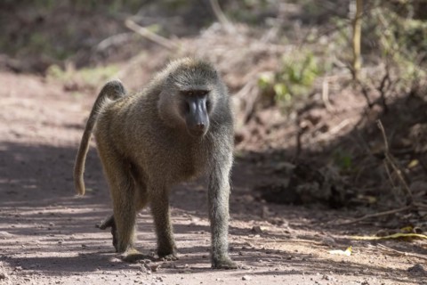 Olive baboon