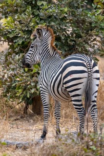 Plains Zebra of the subspecies crawshay's zebra