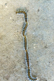 Group of processionary caterpillars in a row dangerous pest for animals and plants