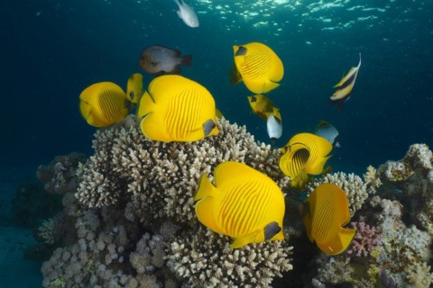 Group of bluecheek butterflyfish