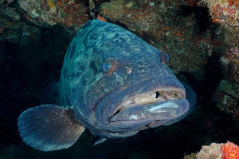 Portrait of potato grouper