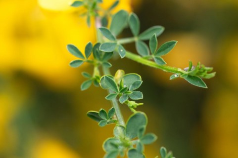 Common broom