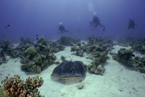 Blackspotted stingray