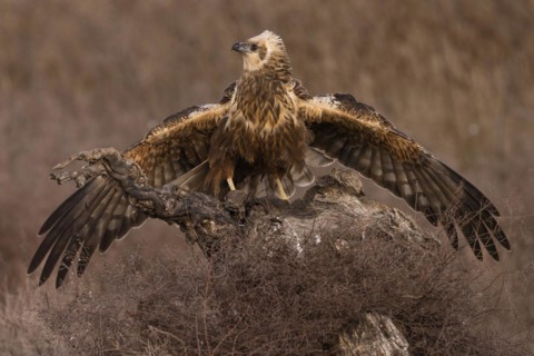 Western marsh-harrier