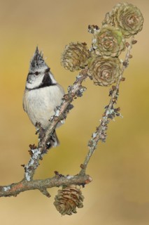 Crested Tit