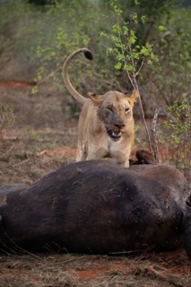 A lion eats a previously hunted water buffalo in the savannah. Beautiful detailed image of a female lion in Tsavo East National Park, Kenya, East Africa, Africa