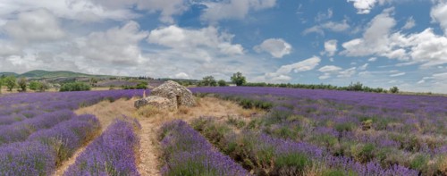 Borie in a lavender field in Provence. Vaucluse, Carpentras, Ventoux South, France, Europe