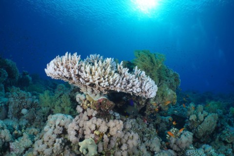 Pharaohs antler coral