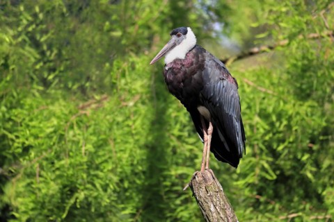 Asian Woolly-necked Stork