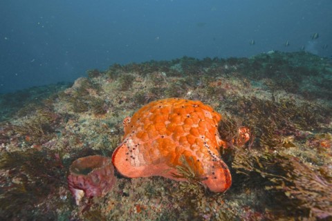 Spiked spiny cushion star