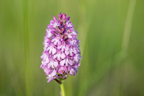 Pyramidal orchid in a meadow in spring. Alsace, France, Europe
