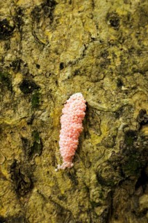 Egg clusters of the water snail