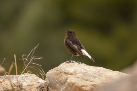 Black Wheatear