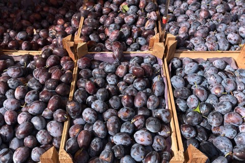 Fresh plums at the weekly market market, Lueneburg, Lower Saxony, Germany, Europe