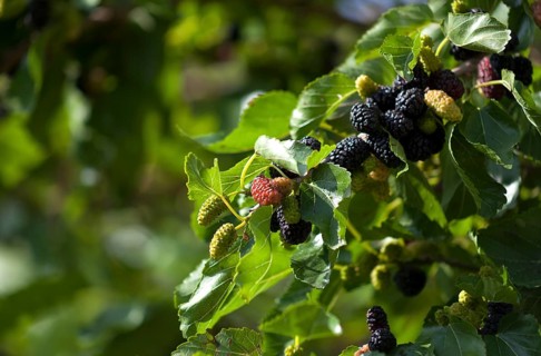 Black mulberry
