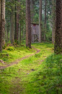 Small path to hunters seat, Green Forest, Black Forest, Unterhaugstett, Germany, Europe