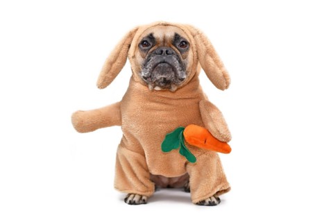 Funny French Bulldog dog dressed up as Easter bunny wearing a full body rabbit costume with fake arms holding a plush carrot, studio shot isolated on white background
