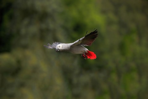 Grey parrot