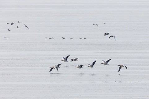 Greylag Goose