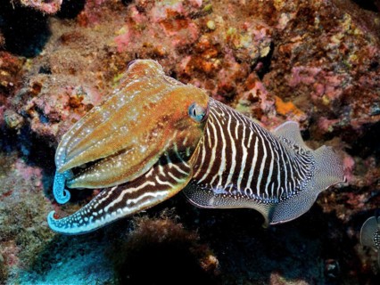 Common cuttlefish