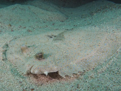 Portrait of peacock flounder