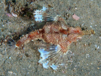 A little dragonfish