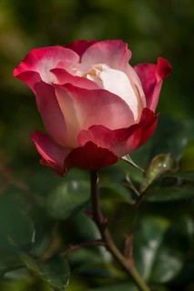 Shrub rose