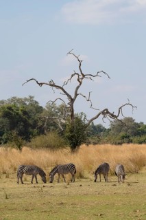 Plains Zebra of the subspecies crawshay's zebra