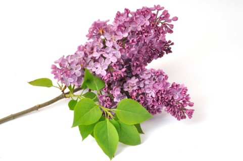 Lilac blossoms