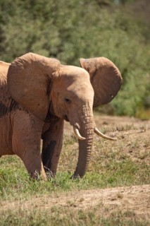 A beautiful young elephant roaming the savannah. Beautifully detailed shot of the elephant in search of food and water. The famous red elephants in the gene of Tsavo West National Park, Kenya, Africa